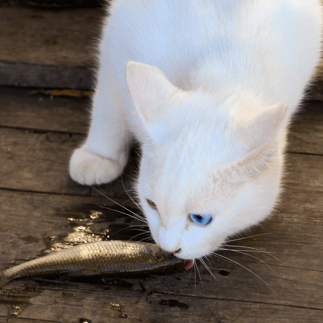 Pautas de alimentación para gatos: Consejos clave para una dieta saludable