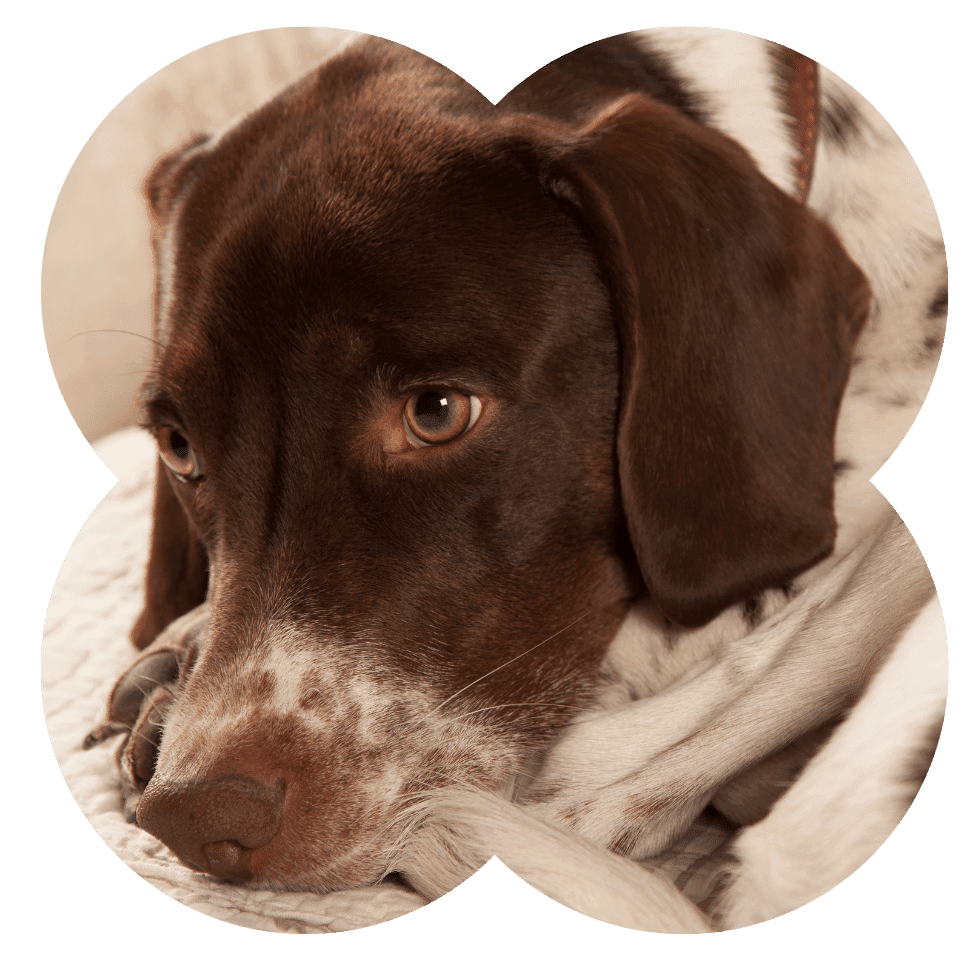 Mi perro tiene predisposición a una patología, ¿qué puedo hacer?