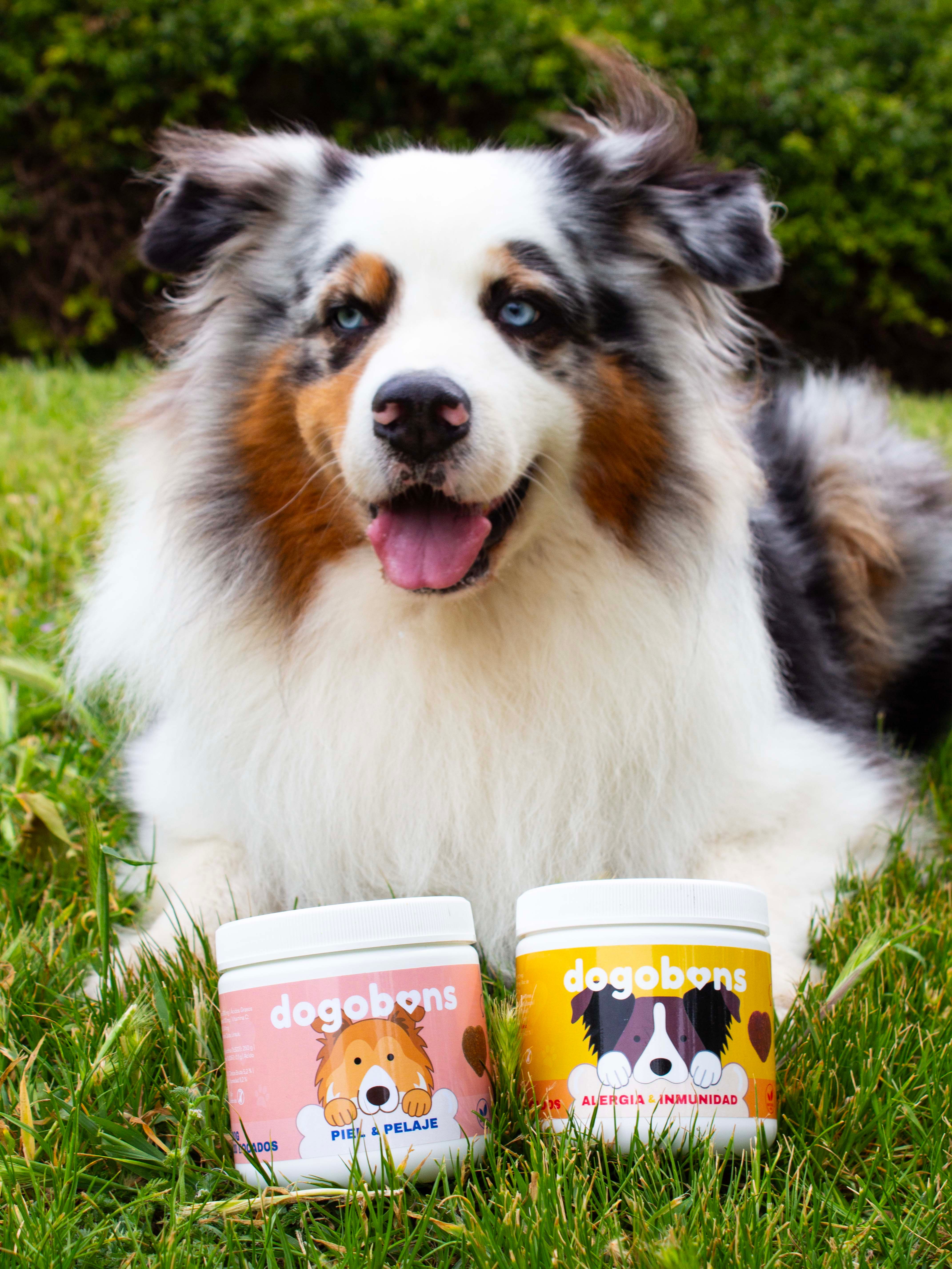 Dogobons: Salud y bienestar natural para perros