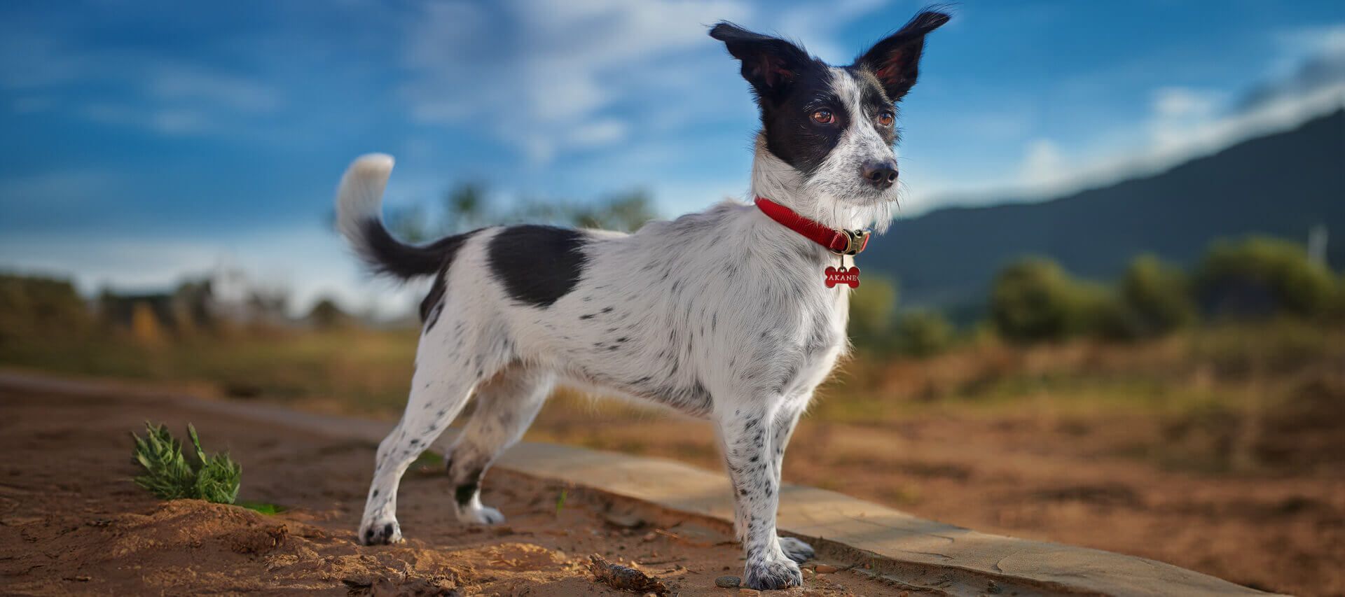 Joan Boira: Sesión de fotos de tu perro: Un recuerdo eterno de tu mejor amigo banner