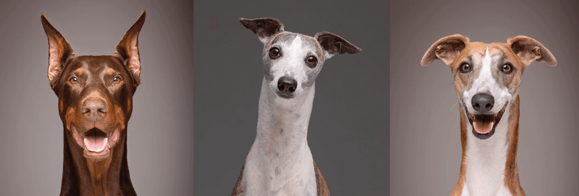 Tres Trufas: La tienda donde podrás encontrar todo lo que buscas para tu peludo banner