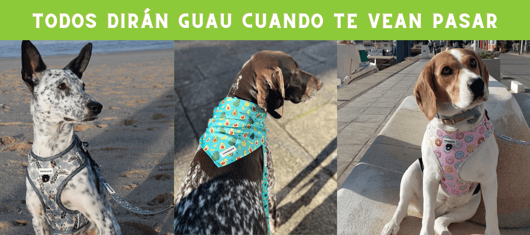COCOLOCO Pets: Todos dirán guau cuando te vean pasar banner