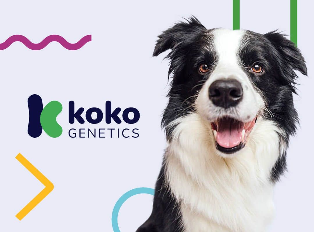 Koko Genetics: Los buenos chicos merecen un test de ADN (y todos los perros son buenos chicos) banner