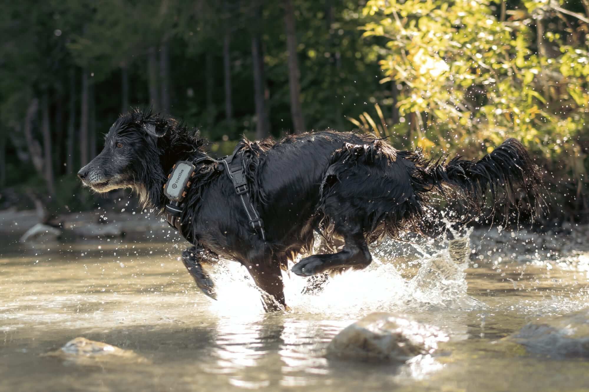 Tractive: GPS y monitor de salud para perros y gatos banner