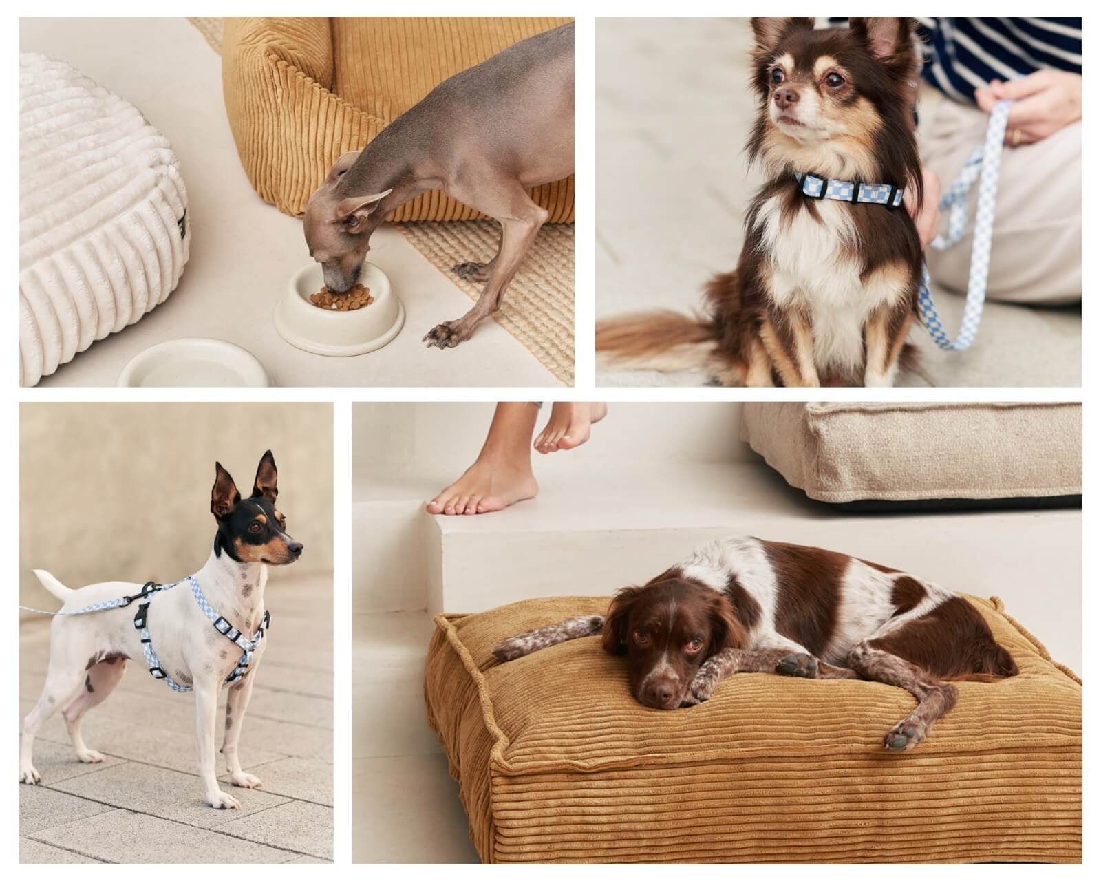 Cafide: La marca para perros activistas