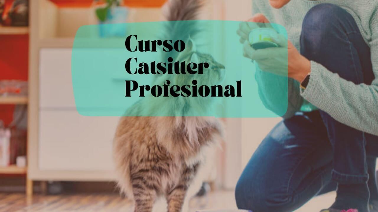 Curso de Catsitter Profesional