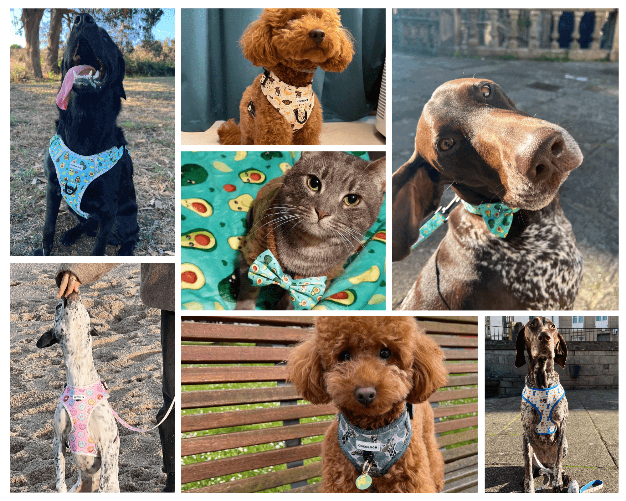 COCOLOCO Pets: Todos dirán guau cuando te vean pasar