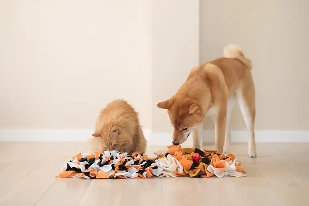 Enriquecimiento ambiental en perros y gatos mayores: claves para mejorar su bienestar