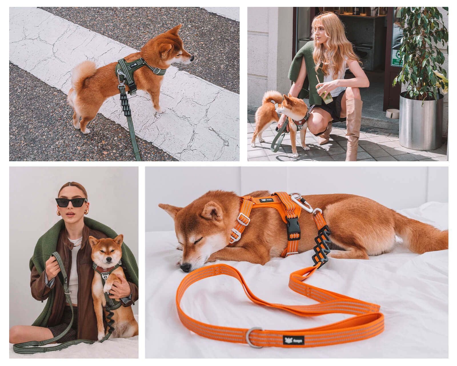 Foxys: Accesorios elegantes y funcionales para perros
