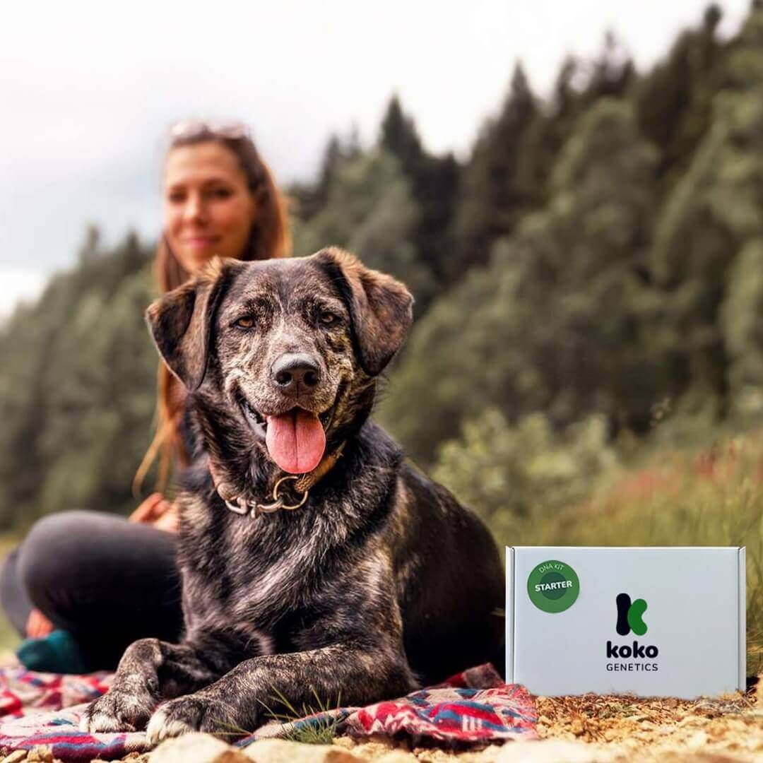 Koko Genetics: Los buenos chicos merecen un test de ADN (y todos los perros son buenos chicos)