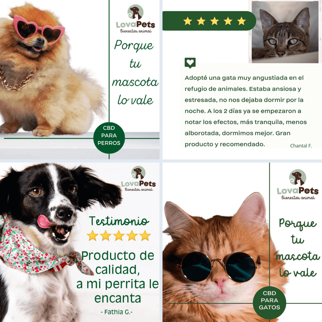 LovaPets: CBD natural para el bienestar de tu mascota