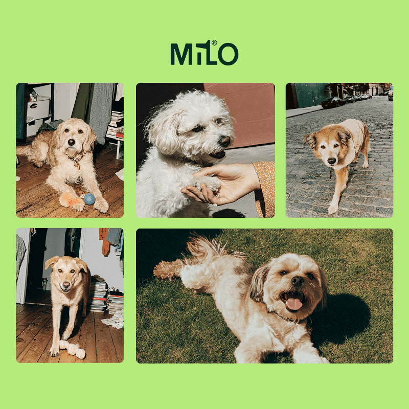 Milo: El primer seguro especializado en perros