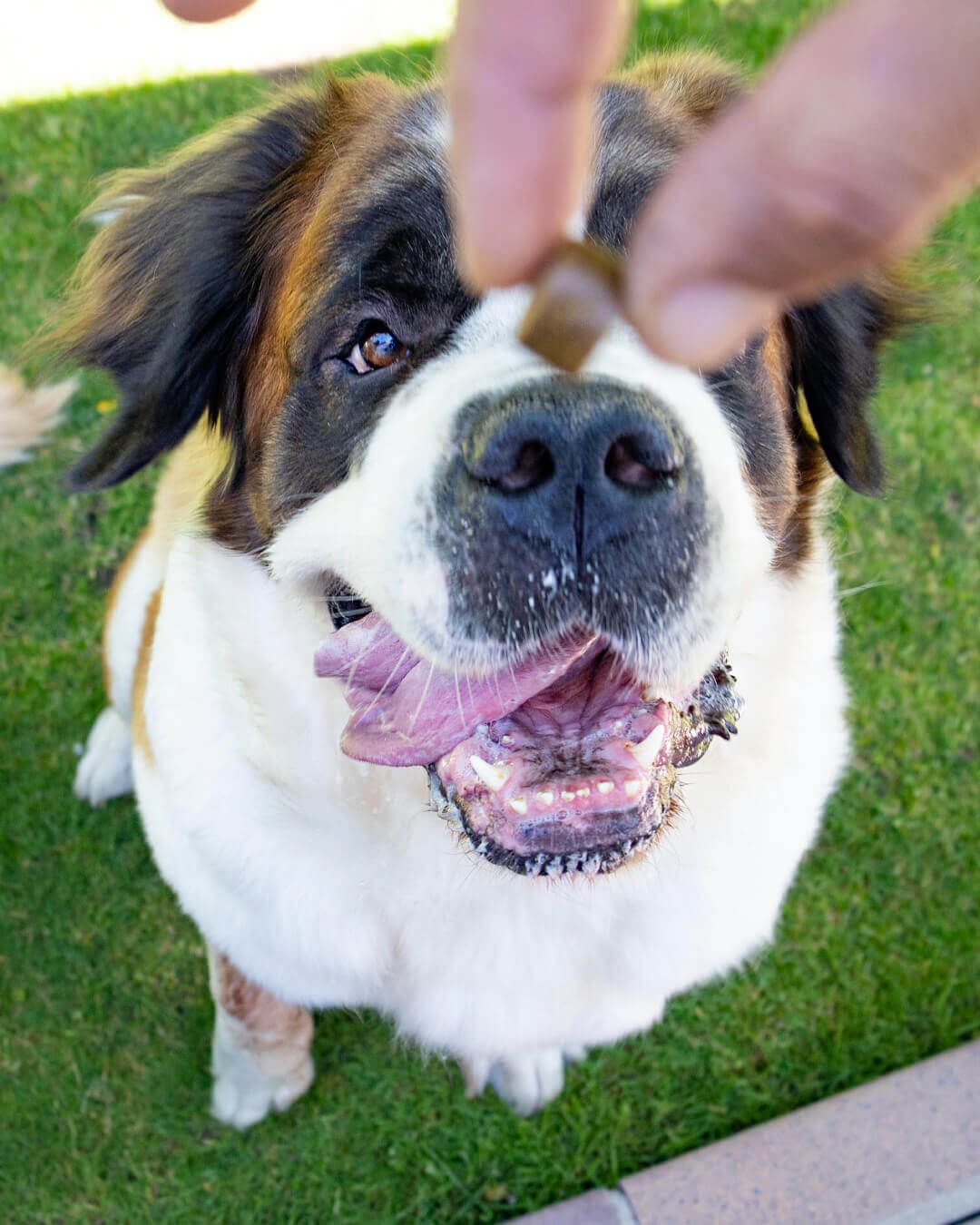 Mooiza Pet: Complementos nutricionales para la salud y el bienestar de perros & gatos