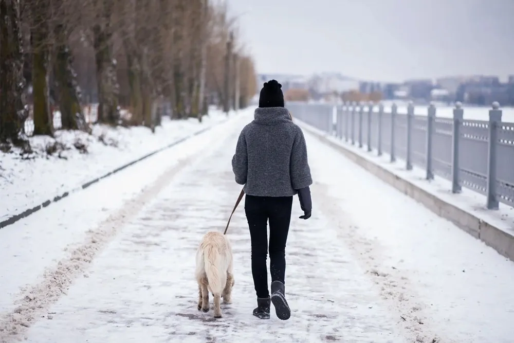 Temporal de nieve en España: cómo pasear a tu perro con frío y evitar riesgos