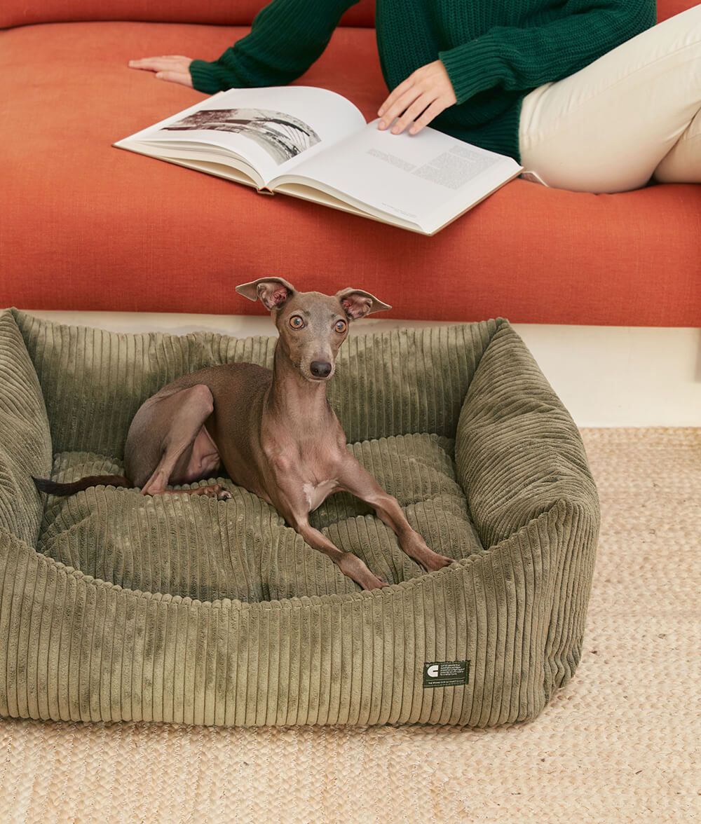 Cafide: La marca para perros activistas