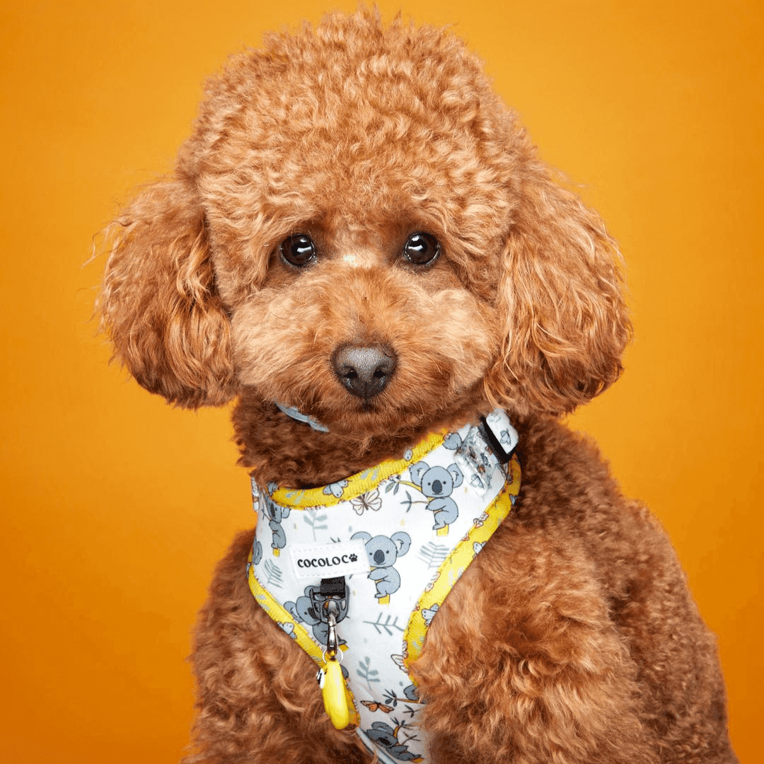 COCOLOCO Pets: Todos dirán guau cuando te vean pasar