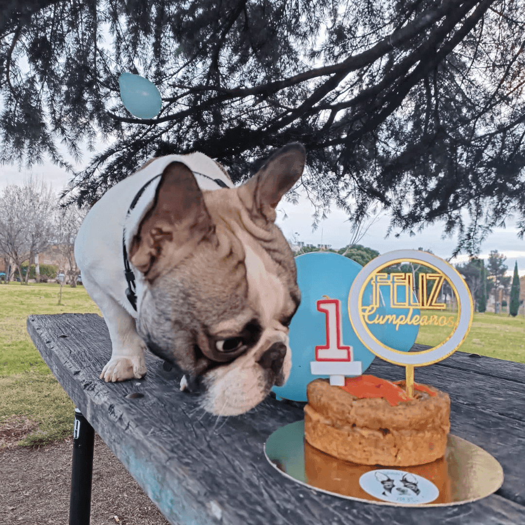 Doggy Treats: Alta repostería para perros gourmet