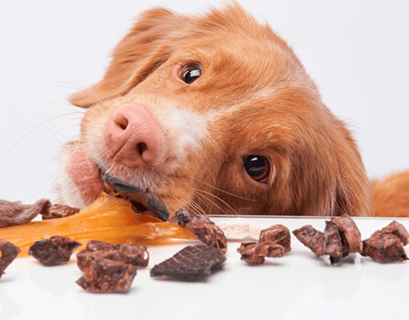 Maikai Pets: Compromiso Natural con la salud y el Bienestar de tu Mascota