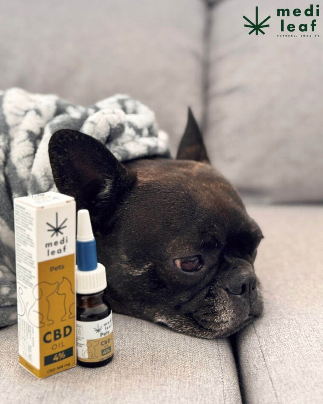 Aceite CBD de MediLeaf: Bienestar natural para tu compañero de cuatro patas