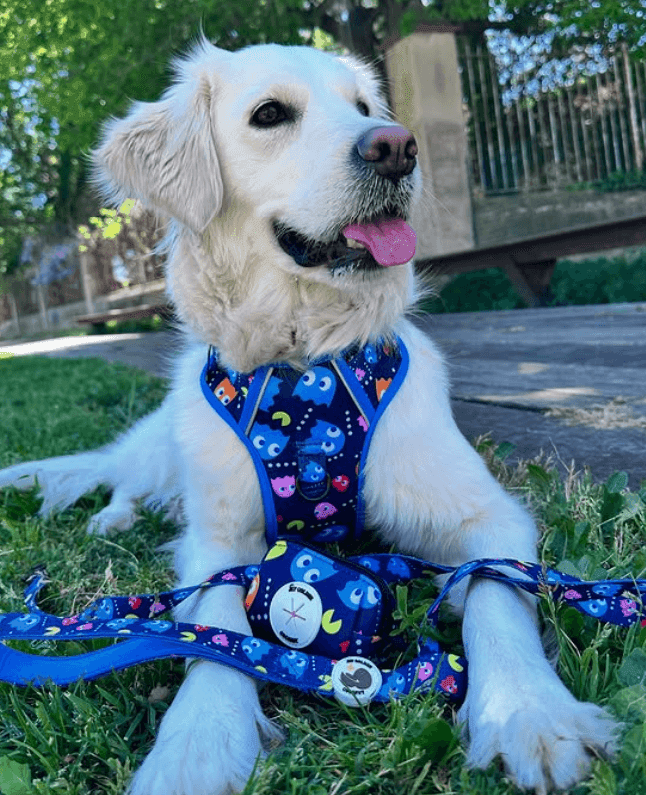 My Golden Coconut: Cada paseo una aventura