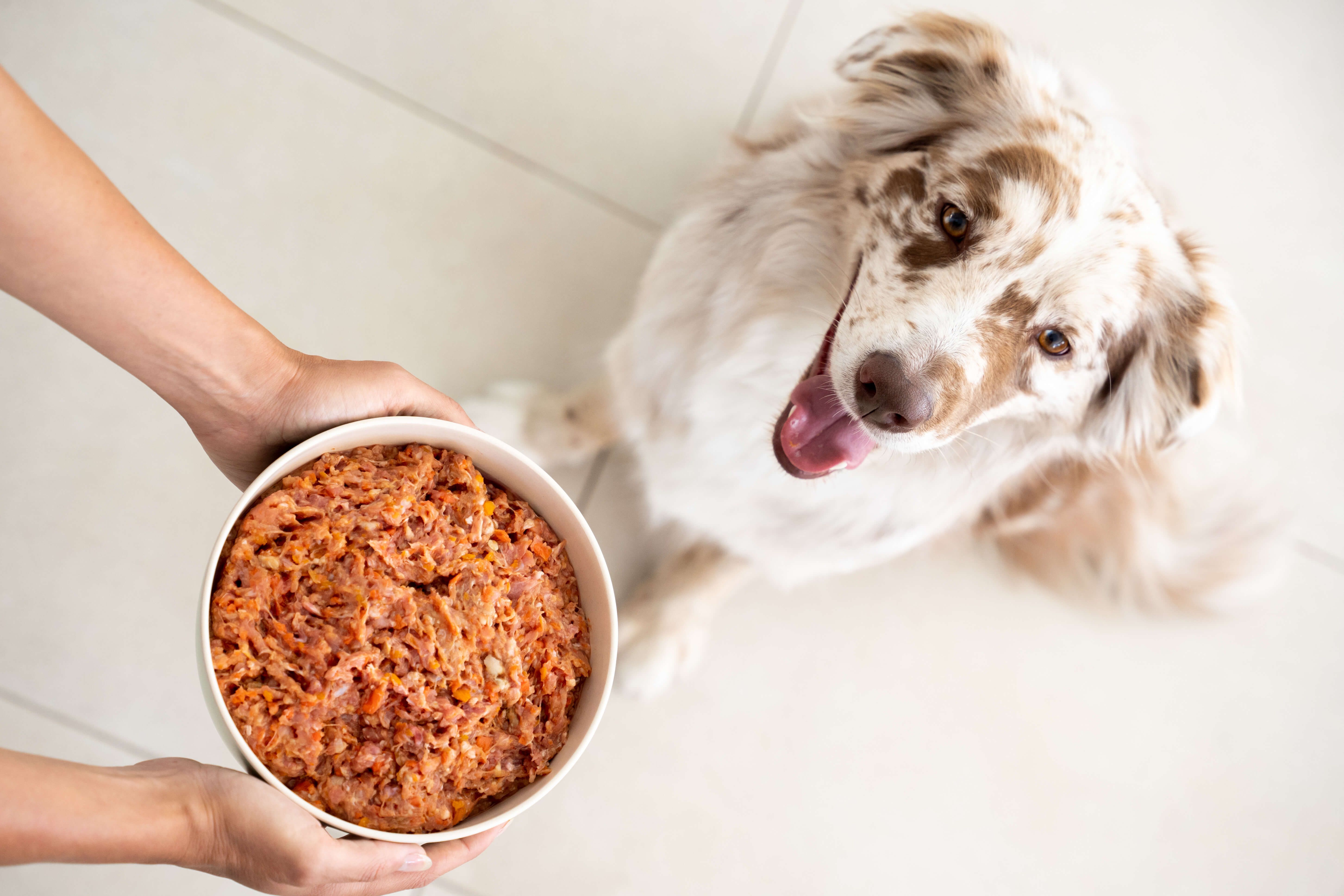 natuka: La alimentación 100% natural que tu peludo elegiría