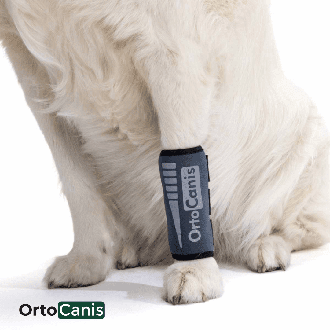 Ortocanis: Innovación en ortopedia para mejorar la vida de tu mascota