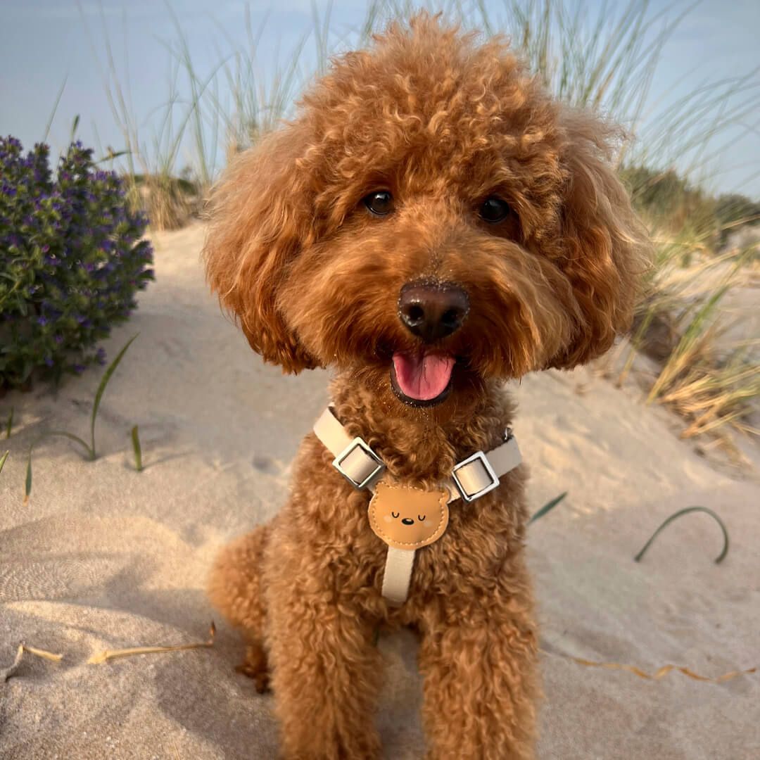 Pau and Paws: Accesorios para perros con encanto