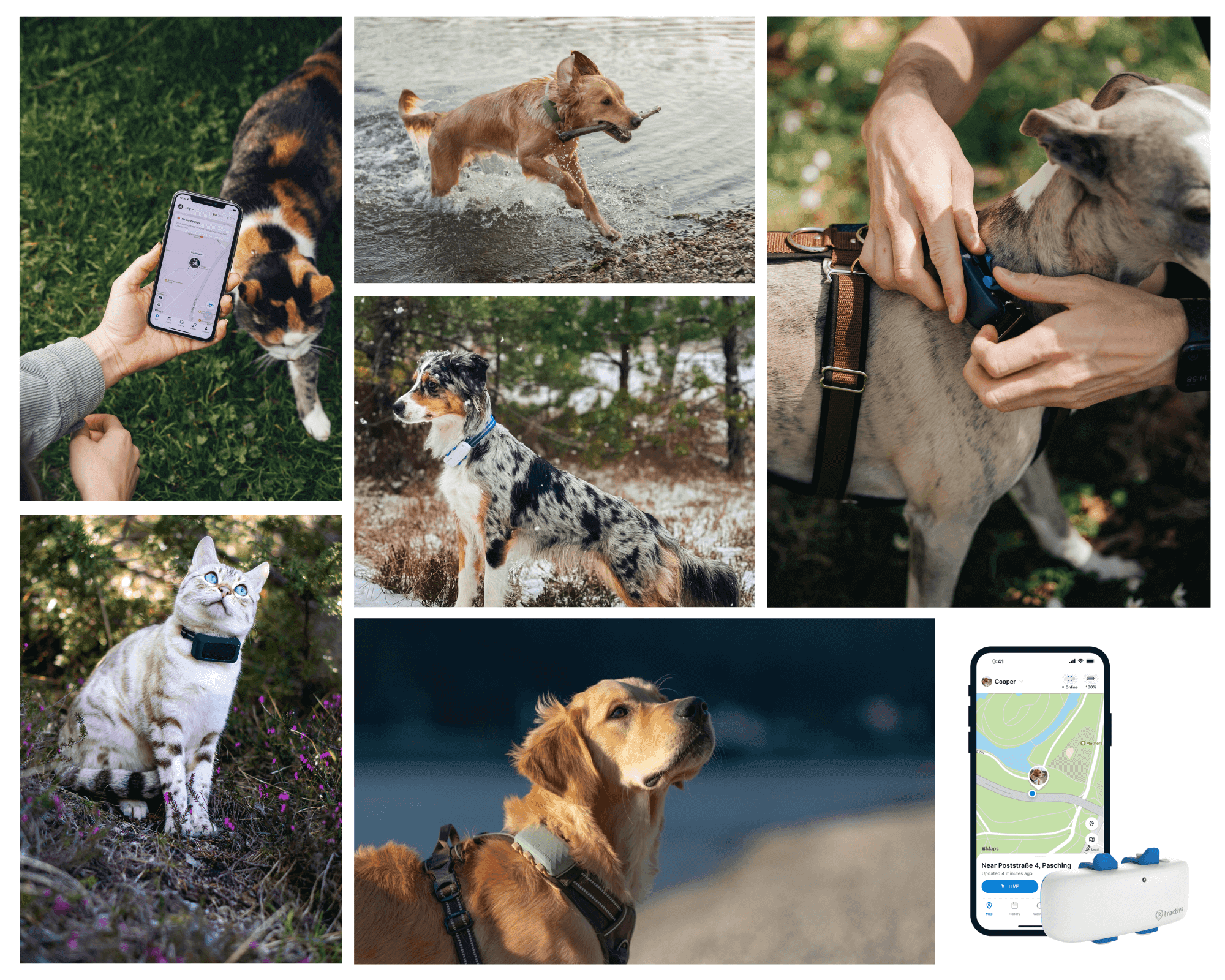 Tractive: GPS y monitor de salud para perros y gatos