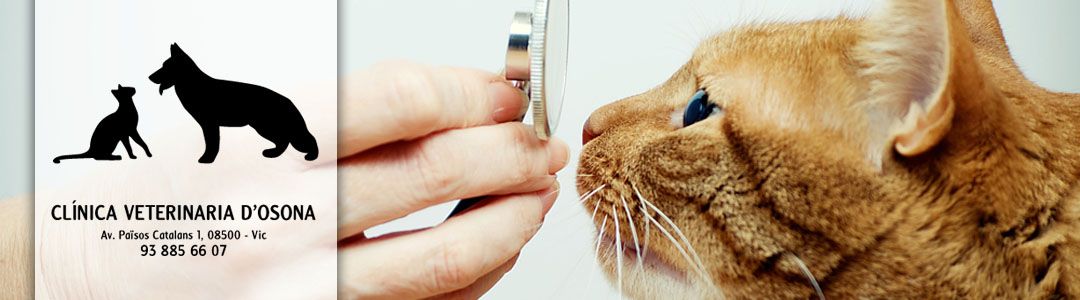 Clinica Veterinaria D´osona